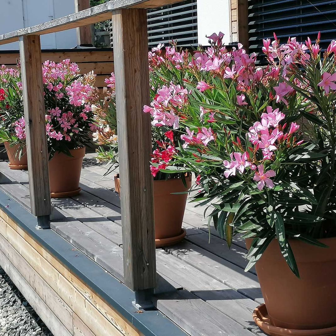 Terrasse mit Oleanderpflanzen 